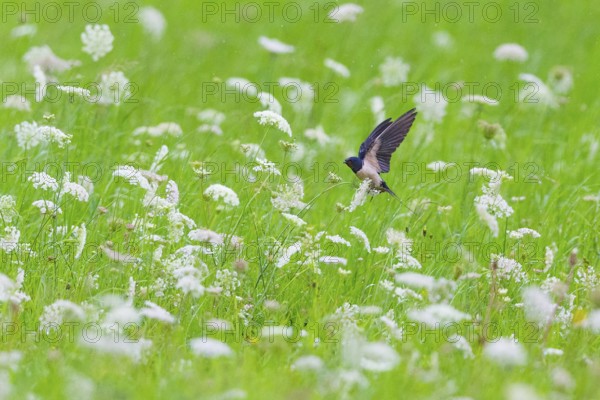 Barn Swallow (Hirundo rustica), adult bird in flight, landing upon a Wild Carrot plant, in a meadow