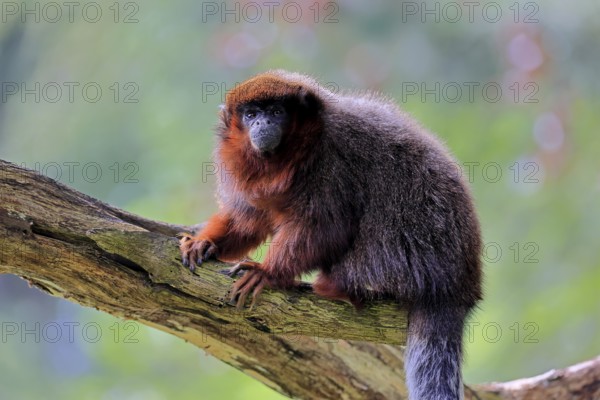 Coppery titi (Plecturocebus cupreus, Syn.: Callicebus cupreus), adult, alert, tree trunk, South