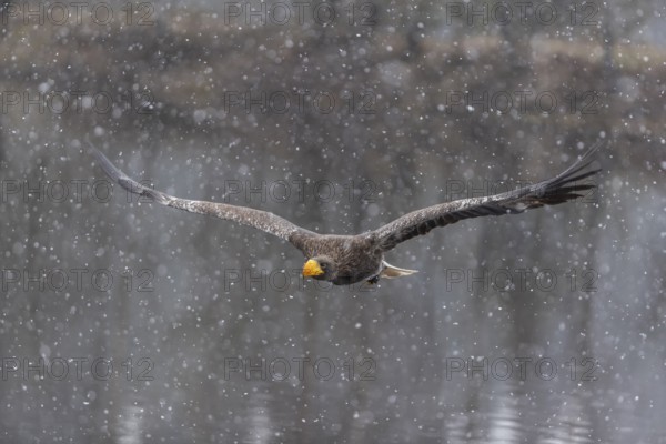 One young Steller's sea eagle (Haliaeetus pelagicus) flying over a lake while snow is falling. A