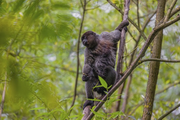 A common woolly monkey, brown woolly monkey, or Humboldt's woolly monkey (3) (Lagothrix
