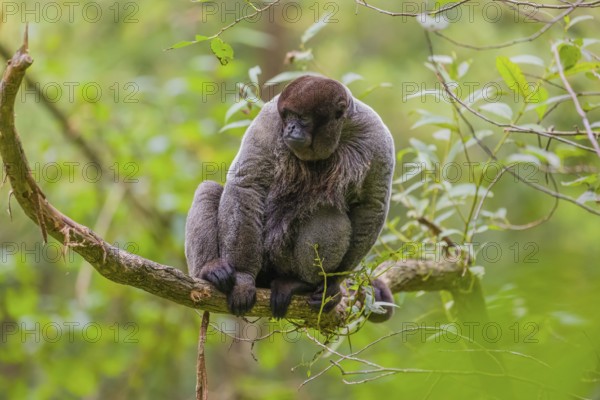 A common woolly monkey, brown woolly monkey, or Humboldt's woolly monkey (3) (Lagothrix
