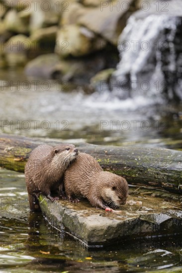 Two oriental small-clawed otter or Asian small-clawed otter (Aonyx cinerea), lying on a rock