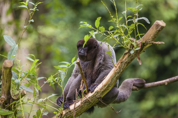 A common woolly monkey, brown woolly monkey, or Humboldt's woolly monkey (3) (Lagothrix