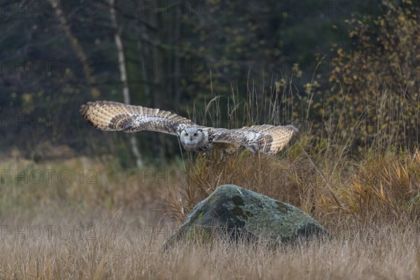 One Siberian Eagle Owl (Bubo bubo sibiricus) flying over tall reed grass lakeshore on an autumnal
