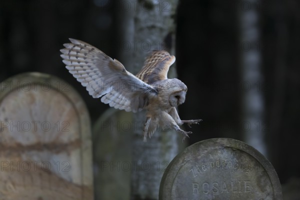 One barn owl (Tyto alba) flying on a historic graveyard in a forest between the gravestones. Green
