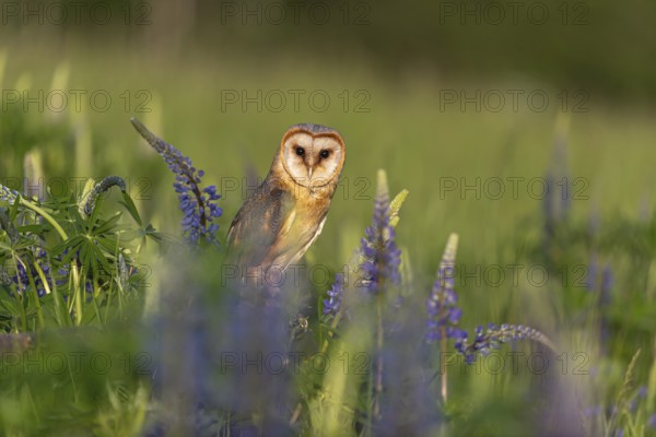 One barn owl (Tyto alba) sitting on a branch lying in a field of flowering lupines in late evening