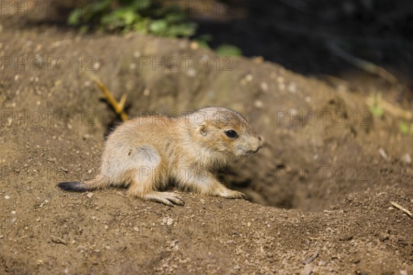 A black-tailed prairie dog cub (2 weeks old) (Cynomys ludovicianus) sits close to his den on sandy