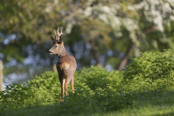 One male Roe Deer, Roe buck (Capreolus capreolus), standing in a thicket of stinging nettle. Some