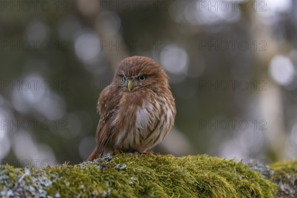 One East Brazilian pygmy owl (Glaucidium minutissimum), also known as least pygmy-owl or Sick's