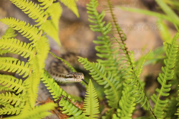 One Vipera berus, the common European adder or common European viper, creeps over rocks and hides