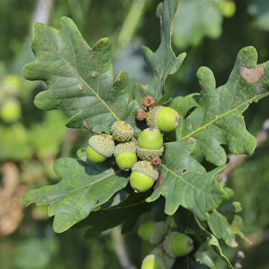 Acorns and leaves of sessile oak (Quercus sessiliflora), Wilnsdorf, North Rhine-Westphalia,