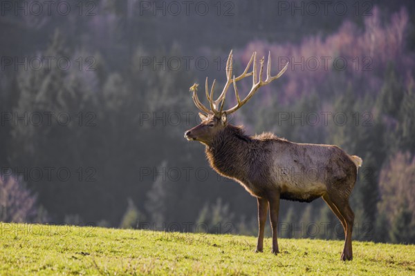 An Altai maral stag, Altai wapiti or Altai elk (Cervus canadensis sibiricus) stands in a meadow in