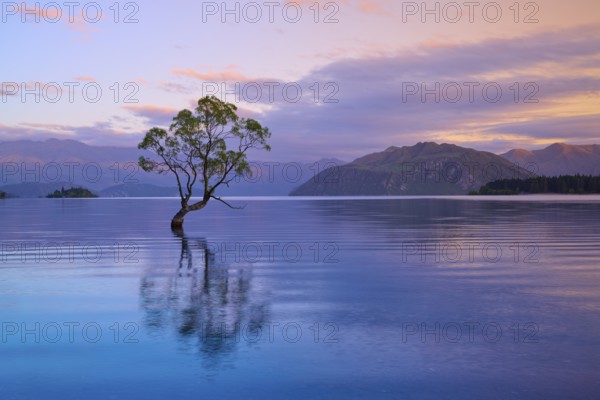 A tree reflected in a lake surrounded by mountains at dusk, summer, Lake Wanaka, Wanaka, Otago,