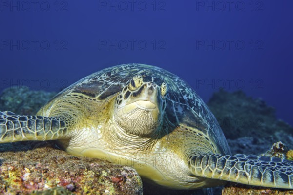 Portrait Portrait of large specimen of Green turtle (Chelonia mydas) Green turtle lying on reef