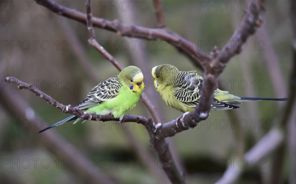 Budgerigars (Melopsittacus undulatus) in the branches