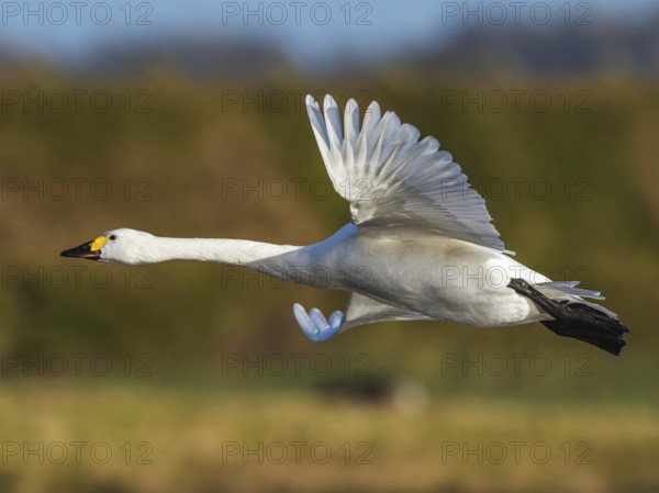 Tundra Swan, Bewick's Swan, Cygnus columbianus in flight at winter in Slimbridge, England, United