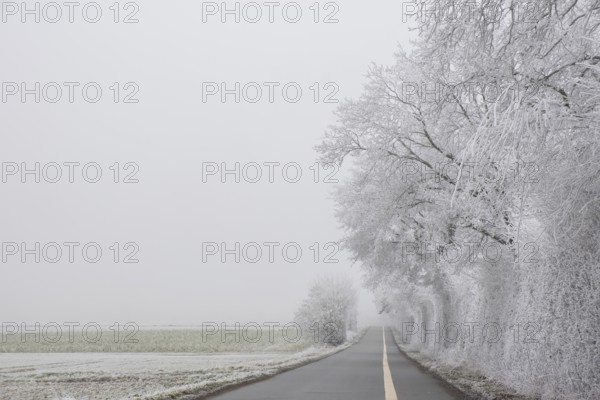 Country road lined with trees in fog and hoarfrost, elevation Schöppinger Berg, Schöppingen,