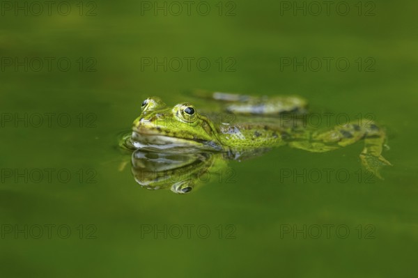 Edible frog (Pelophylax esculentus) in a little lake in the water, Bavaria, Germany, Europe