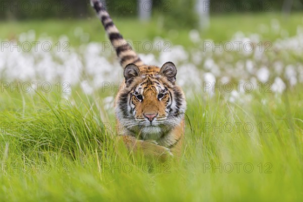 One young female Siberian Tiger, Panthera tigris altaica, running thru tall fresh cottongrass.