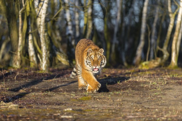 One young female Siberian Tiger, Panthera tigris altaica, running thru a birch tree forest. Early