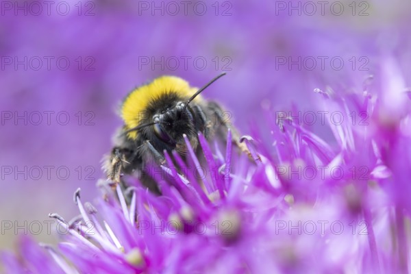 Buff tailed bumblebee (Bombus terrestris) adult bee on a purple Allium flower in an urban garden in