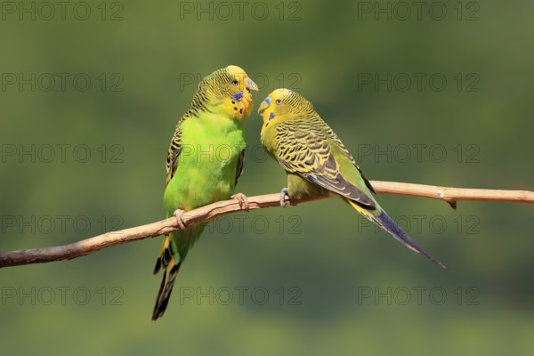 Budgerigar (Melopsittacus undulatus), adult, pair, male, female, two, in perch, courtship, social