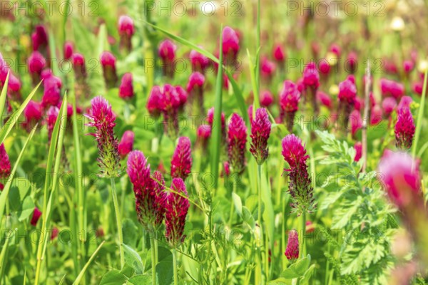 Incarnate clover (Trifolium incarnatum) in flower, Saxony, Germany, Europe