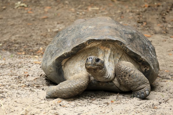 Galapagos giant tortoise (Chelonoidis niger), adult, foraging, captive, Galapagos Islands, Ecuador,