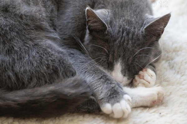 Sleeping cat, Mecklenburg-Western Pomerania, Germany, Europe