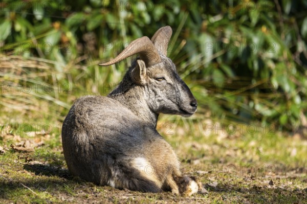 Bharal (Pseudois nayaur), lying on a meadow on a sunny day in spring, captive, Germany, Europe