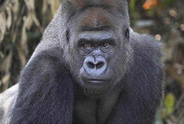 Western lowland gorilla (Gorilla gorilla gorilla), portrait, Réserve Lésio-Louna nature reserve,