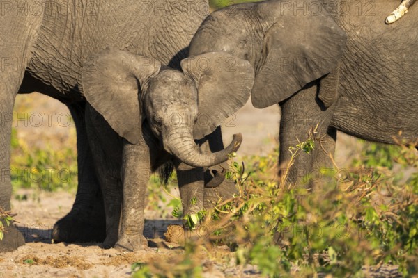 African elephant (Loxodonta africana) baby calf with spreading its ears, swinging its trunk towards