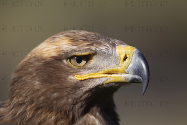 Steppe eagle (Aquila nipalensis) adult bird of prey head portrait, England, United Kingdom, Europe