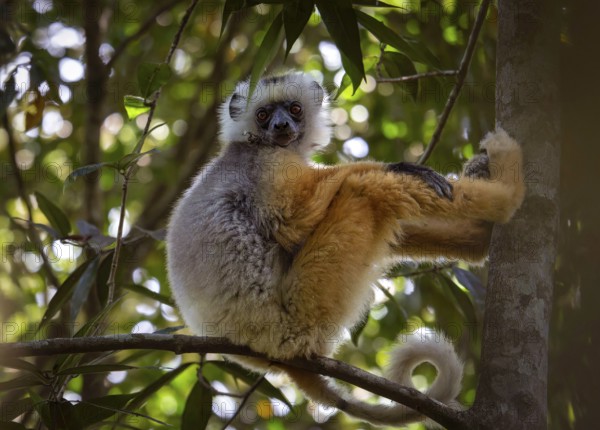 Diademed sifaka (propithecus diadema) in the rainforests of Analamazaotra National Park in eastern
