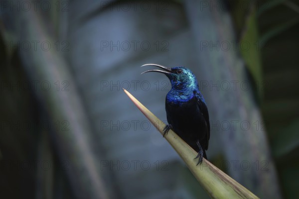 Male sunbird in the rainforests of Analamazaotra National Park in eastern Madagascar