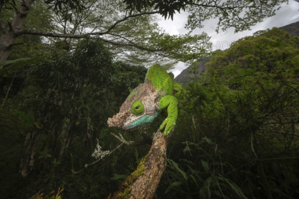 Oshaugnessi chameleon male (Calumma OPshaughnessyi) in the rainforests of Ranomafana National Park