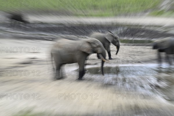 Forest elephants (Loxodonta cyclotis) in the Dzanga Bai forest clearing, illegal hunting, poaching,
