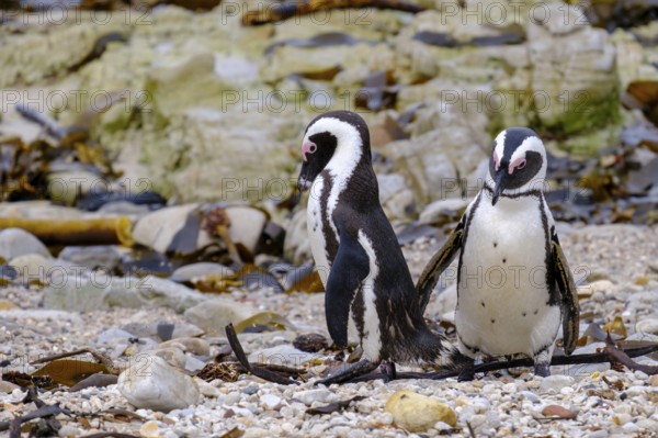 African penguin, penguin, Stony Point Penguin Colony, Bettys Bay, Garden Route, Western Cape, South