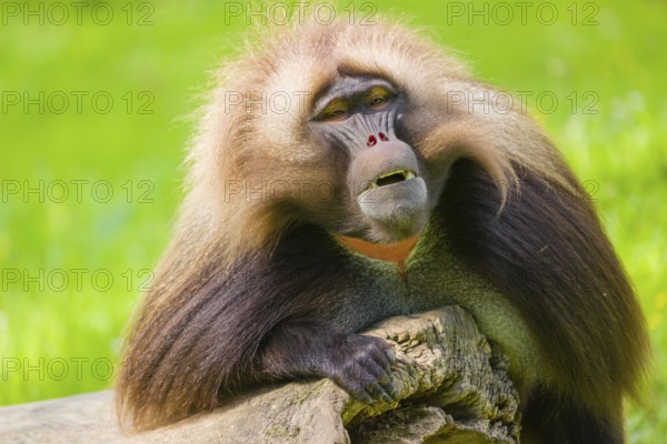 Portrait of an adult male Gelada (Theropithecus gelada), or bleeding-heart monkey, resting on a