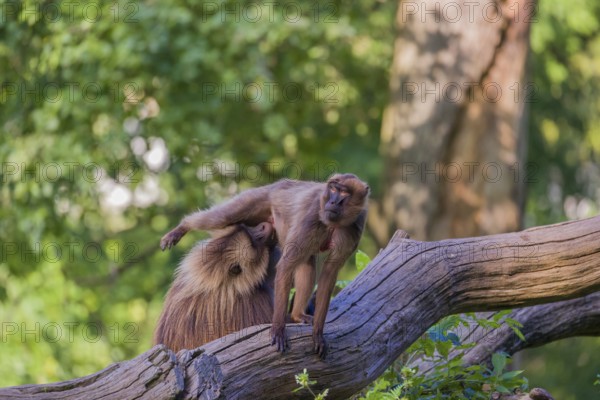 One adult male and one adult female Gelada (Theropithecus gelada), or bleeding-heart monkey sitting