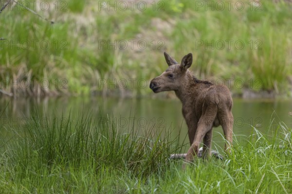 One baby moose or elk, Alces alces, (19 days old, born May 8, 2020) standing on a meadow with fresh