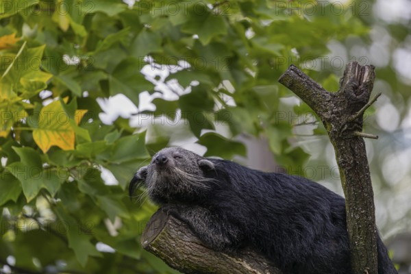 One binturong (Arctictis binturong), or bearcat balancing over branches framed by green leafs