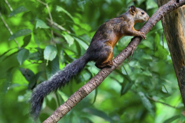 Variegated squirrel (Sciurus variegatoides) climbing on a branch, Costa Rica, Central America