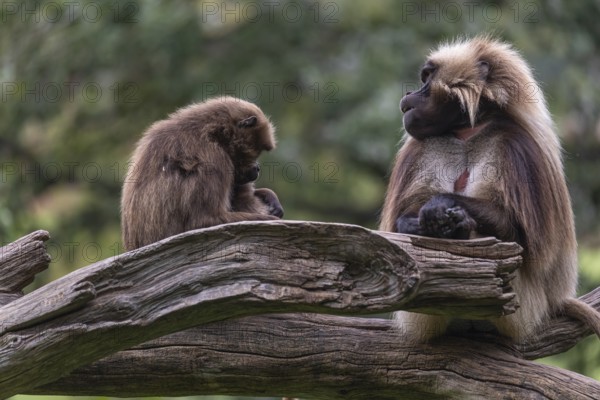 Family of Gelada (Theropithecus gelada), or bleeding-heart monkey with a male, female and baby. A