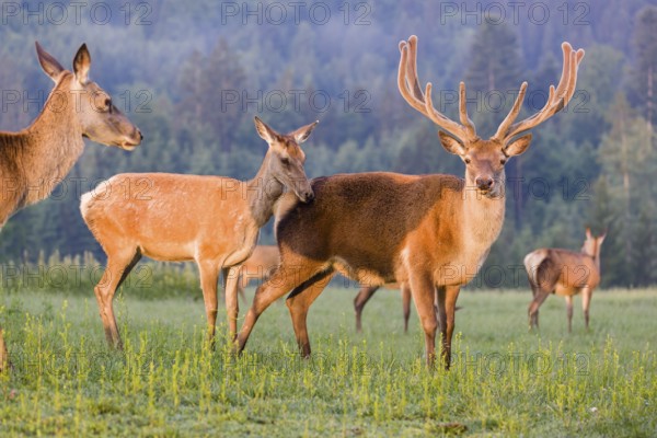 An Altai maral hind, Altai wapiti or Altai elk (Cervus canadensis sibiricus) rides up on a stag and