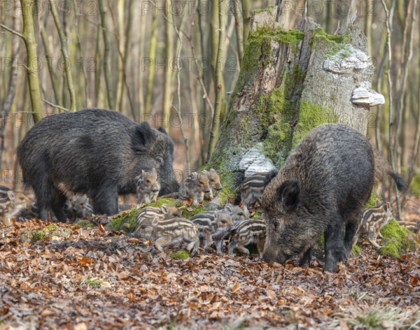 Wild boar, wild boar (Sus scrofa), bucks with young boars foraging in the forest, Germany, Europe