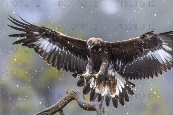 European golden eagle (Aquila chrysaetos chrysaetos) juvenile landing on branch in moorland,
