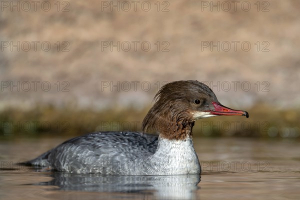 Goosander (Mergus merganser), female, swimming at the water's edge, captive, Alpine Zoo, Innsbruck,