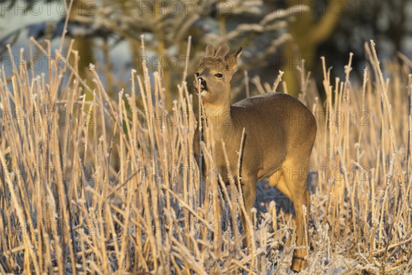 Roe deer standing in hoar frosted dead stinging nettle at minus 15 °C at sunrise. Licking off the