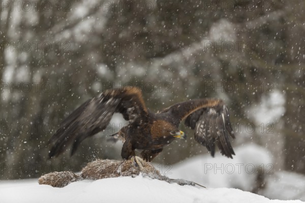 One golden eagle (Aquila chrysaetos) sitting on a carcass of a red fox on a snowy meadow during